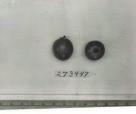Click for 1 image(s) for this accession. FRUIT